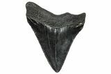 Serrated, Juvenile Megalodon Tooth - South Carolina #302155-1